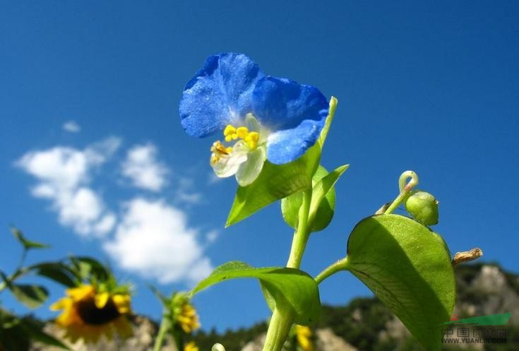 鴨跖草 竹葉菜、蘭花竹葉