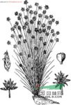 球柱草 旗茅、龍爪草、畎莎、秧草、油麻草