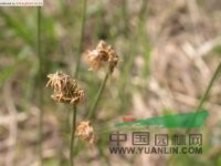寸草 卵穗薹草(中國(guó)高等植物圖鑒)