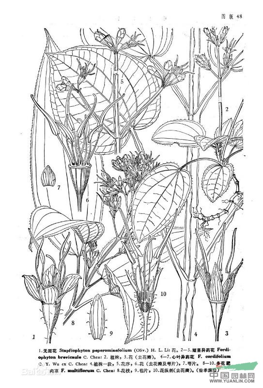 短莖異藥花 
