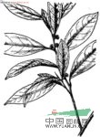 細(xì)齒葉柃 