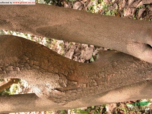 長(zhǎng)柱紫莖 