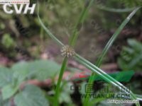 短葉水蜈蚣 