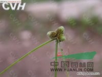 華湖瓜草 