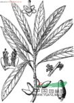 羊舌樹(shù)