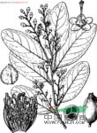 珠仔樹(shù) 
