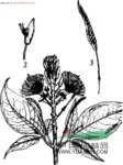 節(jié)蒴木 