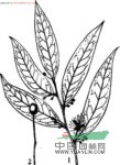獨行千里 扣鈕子