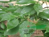 燈臺樹 女兒木、六角樹