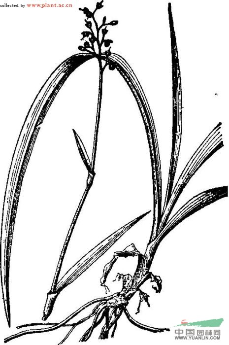 細(xì)竹篙草 