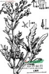 伽藍(lán)菜 雞爪三七、假川連