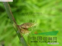 藨草 三棱藨草、三棱草