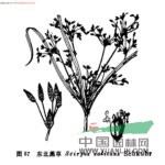 東北藨草 單穗藨草
