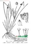 水毛花 席草〔廣東)、茫草