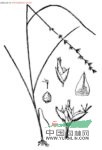 纖稈珍珠茅 