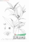 圓籽荷 