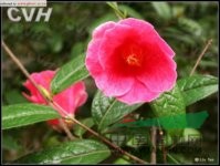 多齒紅山茶 宛田紅花油茶