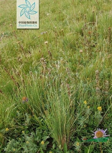 疏花針茅 