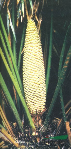 小菅草 