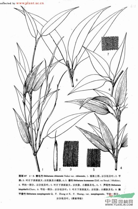 蘆花竹 