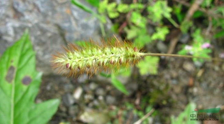斷穗狗尾草 