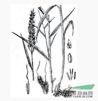 長花大油芒 