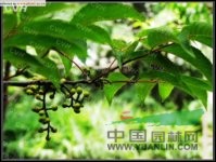 癭椒樹 泡花、皮巴風(fēng)、銀雀樹、癭漆樹、丹樹