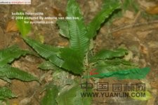 長(zhǎng)葉實(shí)蕨 尾葉實(shí)蕨、鴨公尾、三叉劍、單刀石韋、三角楓、三步跳