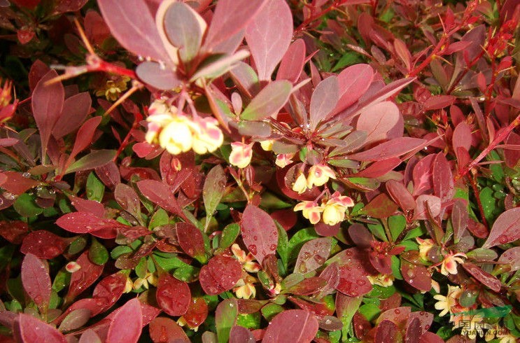 紅葉小檗 