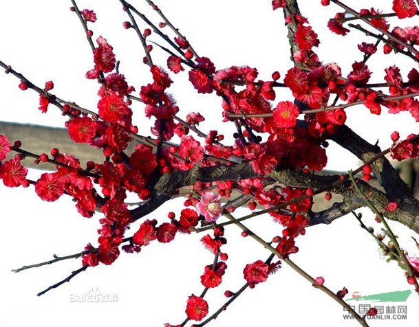 紅梅 