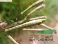 鶴草 一支花、金柴胡