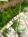 山螞蚱草 
