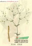 銀柴胡 銀胡(《本草求真》)、山菜根、山馬踏菜根(《山東中藥》)、牛肚根、沙參兒、白根子、土參((中藥志》)