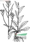 圓錐南芥 