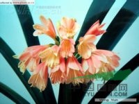 垂笑君子蘭 