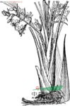 疏花仙茅 