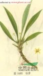 仙茅 地棕、獨茅、山黨參、仙茅參、海南參