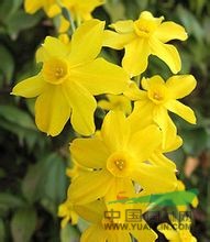 丁香水仙 長壽花、燈心草水仙、黃水仙