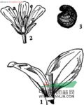 大葉石頭花 
