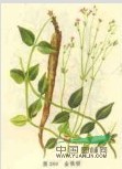金鐵鎖 昆明沙參、獨(dú)釘子