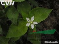 孩兒參 孩兒參、童參、雙批 四葉參、米參