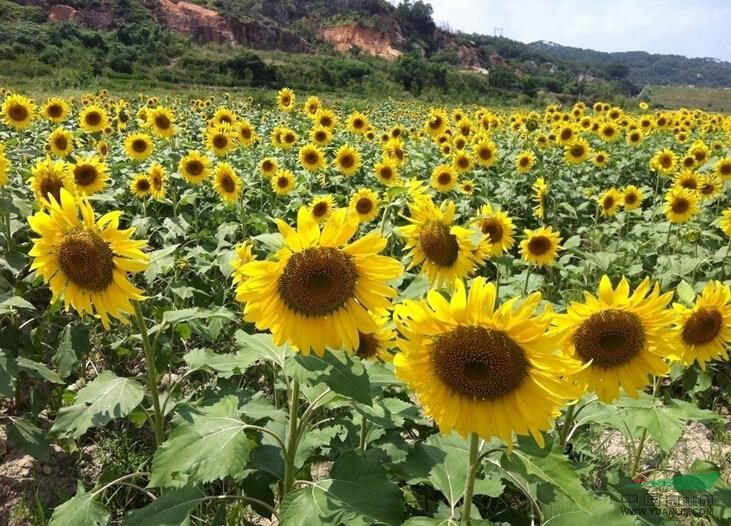 向日葵 葵花、向陽花