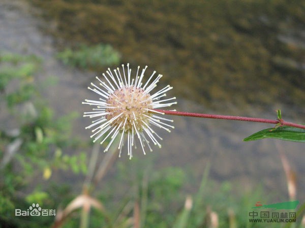 水團(tuán)花 水楊梅、水黃鑿、水加橧、溪棉條、穿魚柳、假楊梅、滿山香