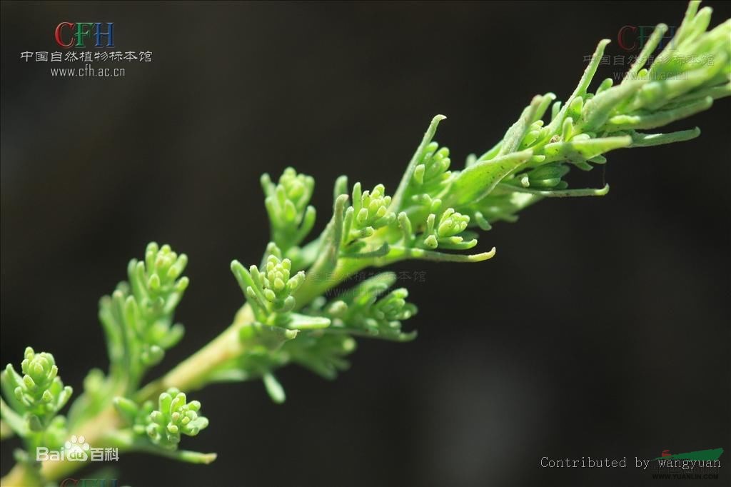 水柏枝 疏花水柏枝、砂柳、臭紅柳