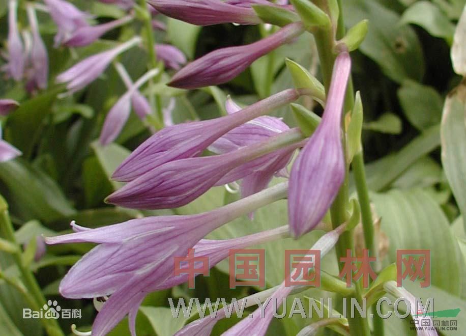 紫萼 河白菜、東北玉簪、劍葉玉簪