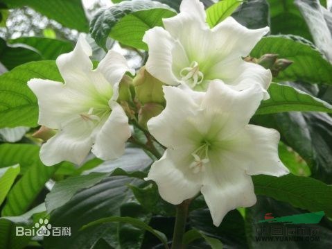清明花 剎搶龍、 炮彈果