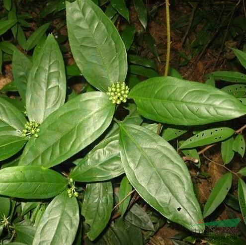 樹參 謝氏杞參（福建師范學(xué)院學(xué)報(bào)）、楓荷桂（廣西植物名錄）、半楓荷（廣東、廣西土名）、木五加（廣東、廣西土名）、楓荷梨（江西土名）、小荷楓（湖南土名）、長春木、鴨腳板