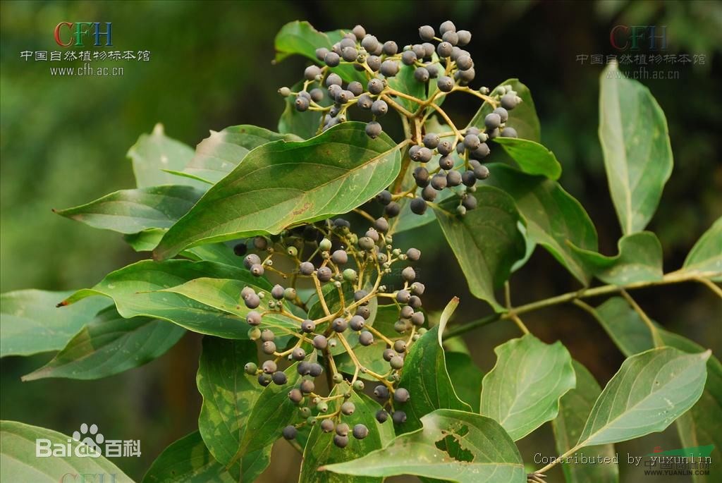 光皮樹 光皮樹、斑皮抽水樹