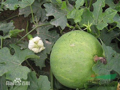栝樓
