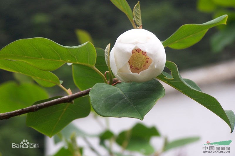 糙葉樹(shù) 白雞油、白雞油樹(shù)、牛筋樹(shù)、粗葉樹(shù)